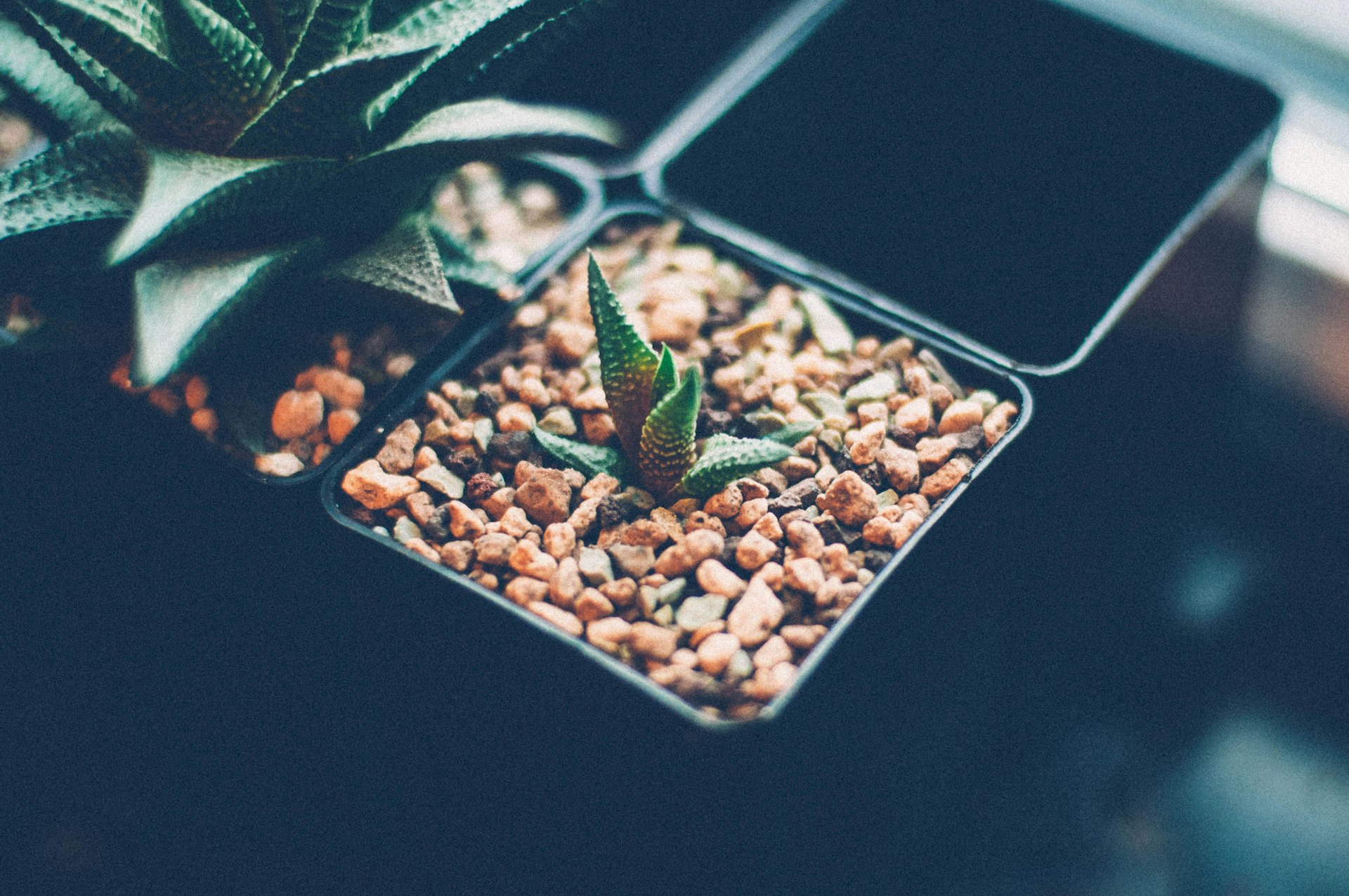 Unlocking Wellness: A Comprehensive Guide to a Plant-Based Lifestyle